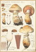 Pholiota radicosa Bull - Hans Baldung — visning af kunstværket