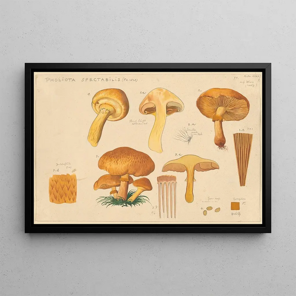 Pholiota spectabilis Fr 1828 - Hans Baldung — indrammet kunstværk på væggen
