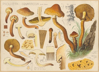 Pholiota squarrosa - Hans Baldung — visning af kunstværket