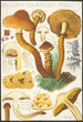 Pholiota squarrosa Mll - Hans Baldung — visning af kunstværket
