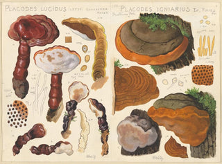 Hans Walty - Placodes lucidus Placodes igniarus.webp