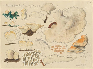 Polypore lacté - Hans Baldung — visning af kunstværket