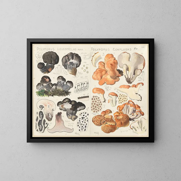Polypore leucomèle Polypore confluent - Hans Baldung — indrammet kunstværk på væggen