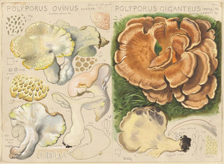 Hans Walty - Polyporus ovinus Polyporus giganteus.webp