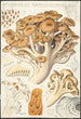 Polyporus ramosissimus Schff - Hans Baldung — visning af kunstværket