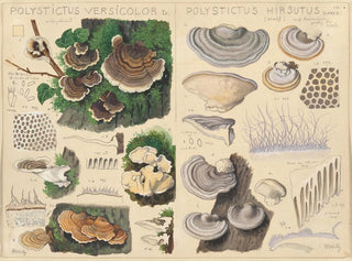 Hans Walty - Polystictus versicolor Polystictus hirsutus.webp