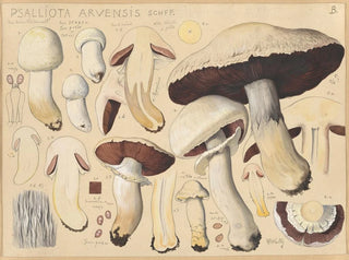 Hans Walty - Psalliota arvensis Schff.webp
