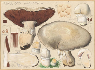 Psalliota augusta - Hans Baldung — visning af kunstværket