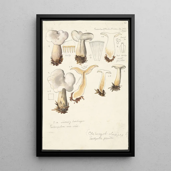 Psathyrella gracilis Clitocybe clavipes - Hans Baldung — indrammet kunstværk på væggen