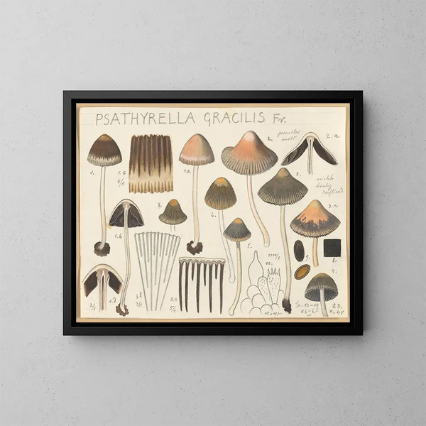 Psathyrella gracilis - Hans Baldung — indrammet kunstværk på væggen