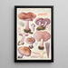 Rhodopaxillus nudus Bull Maire Tricholoma nudum Fr - Hans Baldung — indrammet kunstværk på væggen
