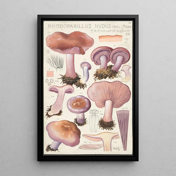 Rhodopaxillus nudus Bull Maire Tricholoma nudum Fr - Hans Baldung — indrammet kunstværk på væggen