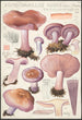 Rhodopaxillus nudus Bull Maire Tricholoma nudum Fr - Hans Baldung — visning af kunstværket