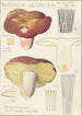Russula olivacea - Hans Baldung — visning af kunstværket