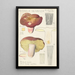 Russula olivacea - Hans Baldung — indrammet kunstværk på væggen