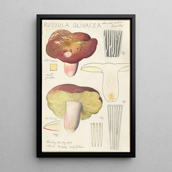 Russula olivacea - Hans Baldung — indrammet kunstværk på væggen