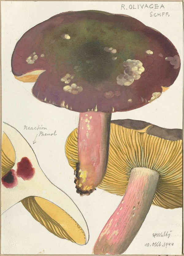 Russula olivacea schff - Hans Baldung — indrammet kunstværk på væggen