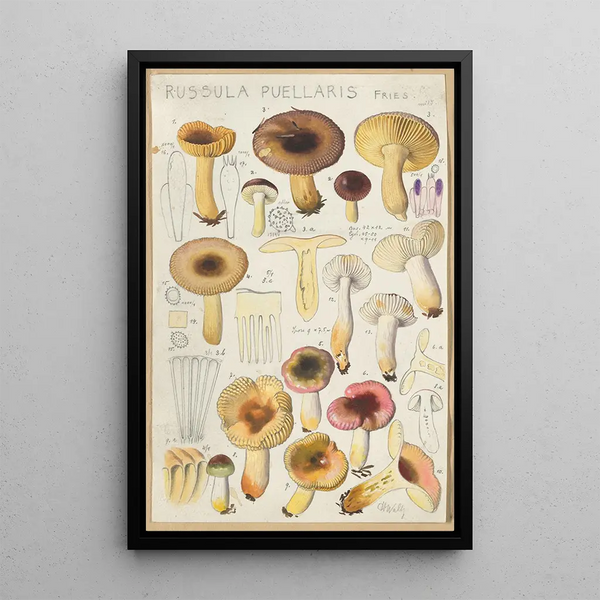 Russula puellaries - Hans Baldung — indrammet kunstværk på væggen