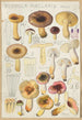 Russula puellaries - Hans Baldung — visning af kunstværket