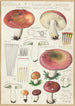 Russula seperina - Hans Baldung — visning af kunstværket