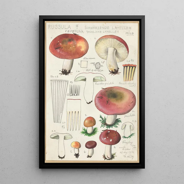 Russula seperina - Hans Baldung — indrammet kunstværk på væggen