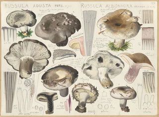 Russule aduste Russule albonigra - Hans Baldung — visning af kunstværket