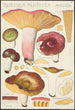 Russula alutacea Persoon - Hans Baldung — visning af kunstværket