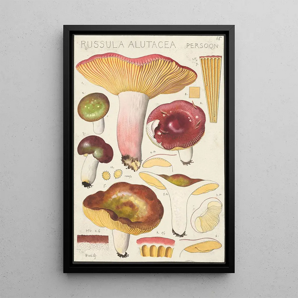 Russula alutacea Persoon - Hans Baldung — indrammet kunstværk på væggen