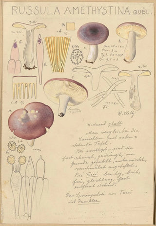 Hans Walty - Russula amethystina.webp