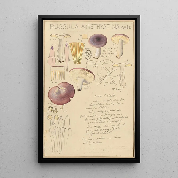 Russula amethystina - Hans Baldung — indrammet kunstværk på væggen