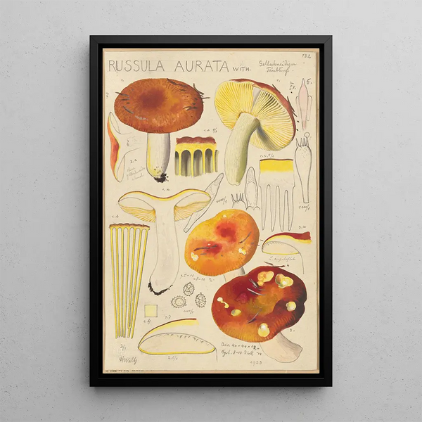 Russula aurata - Hans Baldung — indrammet kunstværk på væggen