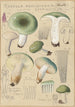 Russula aureginea - Hans Baldung — visning af kunstværket