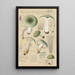 Russula aureginea - Hans Baldung — indrammet kunstværk på væggen