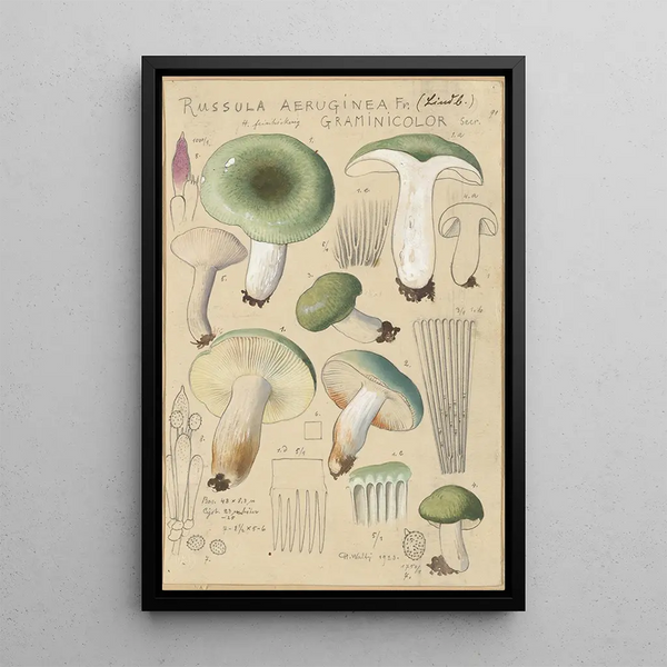 Russula aureginea - Hans Baldung — indrammet kunstværk på væggen