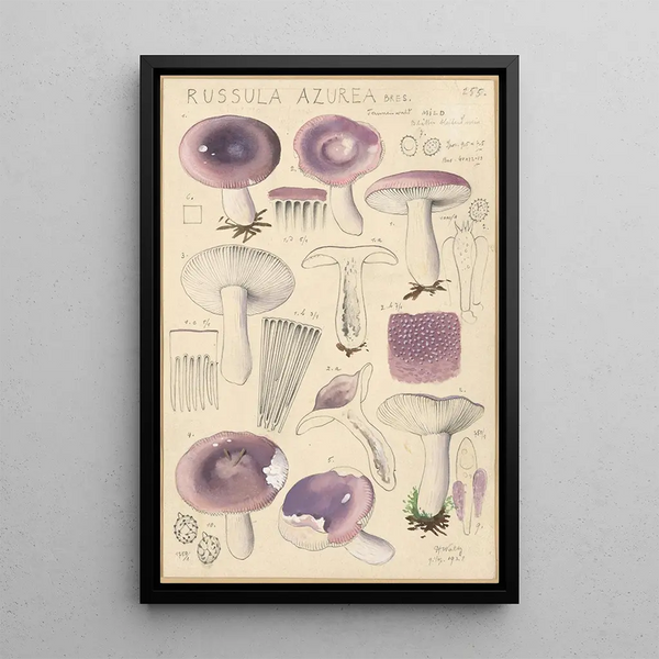 Russula azurea - Hans Baldung — indrammet kunstværk på væggen
