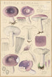 Russula azurea - Hans Baldung — visning af kunstværket