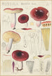 Russula badia - Hans Baldung — visning af kunstværket