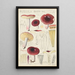 Russula badia - Hans Baldung — indrammet kunstværk på væggen