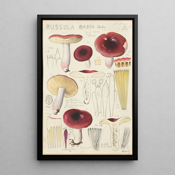 Russula badia - Hans Baldung — indrammet kunstværk på væggen