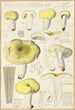 Russula citrina - Hans Baldung — visning af kunstværket
