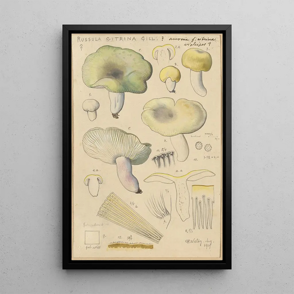 Russula citrina Gill - Hans Baldung — indrammet kunstværk på væggen