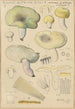 Russula citrina Gill - Hans Baldung — visning af kunstværket