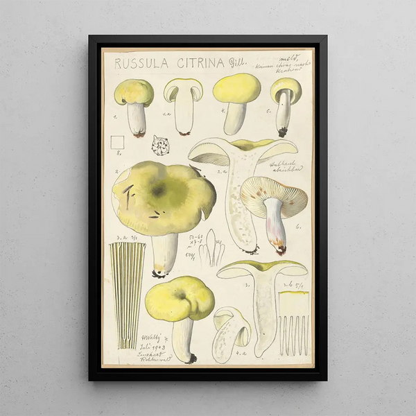 Russula citrina - Hans Baldung — indrammet kunstværk på væggen