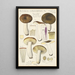 Russula consobrina - Hans Baldung — indrammet kunstværk på væggen