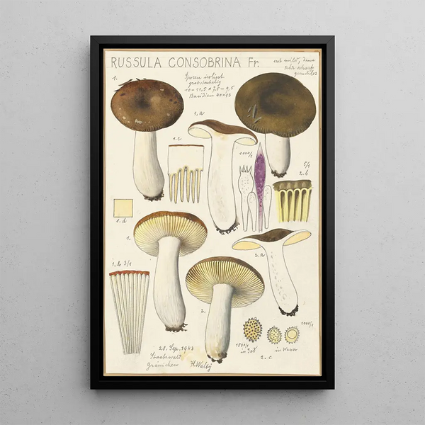 Russula consobrina - Hans Baldung — indrammet kunstværk på væggen