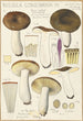 Russula consobrina - Hans Baldung — visning af kunstværket