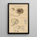 Russula consobrina var sororia - Hans Baldung — indrammet kunstværk på væggen