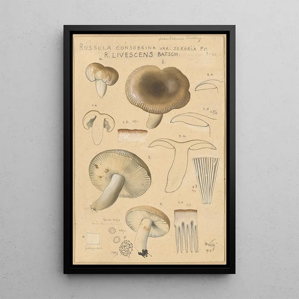 Russula consobrina var sororia - Hans Baldung — indrammet kunstværk på væggen