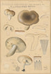 Russula consobrina var sororia - Hans Baldung — visning af kunstværket