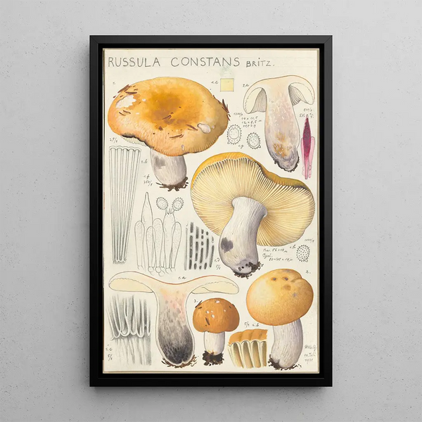 Russula constans - Hans Baldung — indrammet kunstværk på væggen
